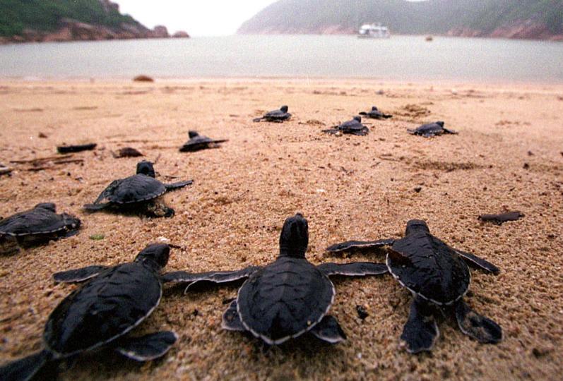 给你我的爱 希腊飞机停飞为海龟产卵