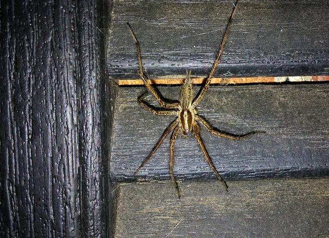 遍地蜘蛛的季节又来了!澳洲6种常见蜘蛛大盘点 这几种千万要避开!