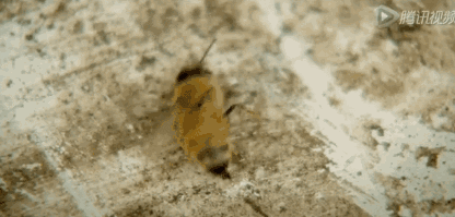 实际上,蜜蜂的大量消失行为被称为