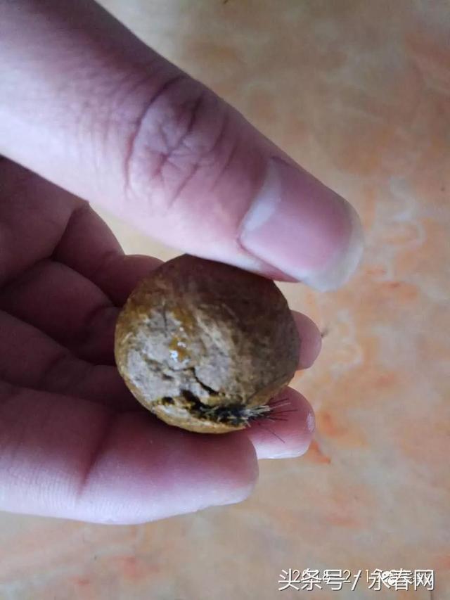 永春石鼓一村民杀羊获颗“羊宝”, 价值可达数百万元！？？你咋看