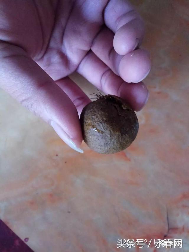 永春石鼓一村民杀羊获颗“羊宝”, 价值可达数百万元！？？你咋看