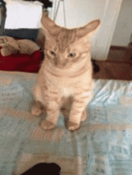 原本只想做个垂钓的美男子,却被德国人那一套逼成了兽医!