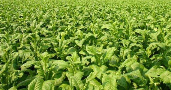 侨那些事儿:在日华人世界杯观赛也疯狂 与妻约