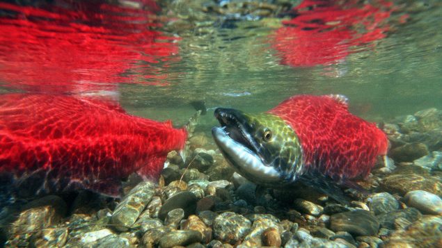 水温度太高,可能造成洄游途中的红大马哈鱼产