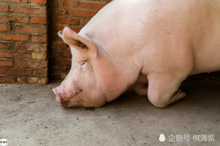 900斤大猪没人敢买,养猪人骑猪求关注:2年心血白扔了