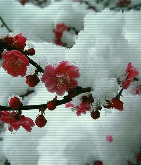 雨后春:隔世的雪梅留一朵梅花在冬天,南方的雪迟迟落不下来,我就成了