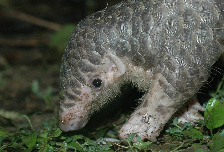 朱颂瑜:愿一只穿山甲之死能唤起我们的觉醒