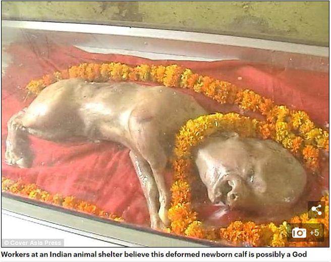 印度惊现「人面牛」被当神膜拜