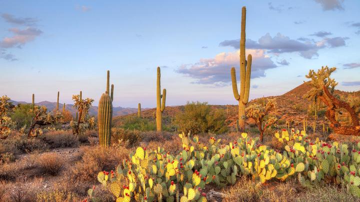 仙人掌国家公园 saguaro national park