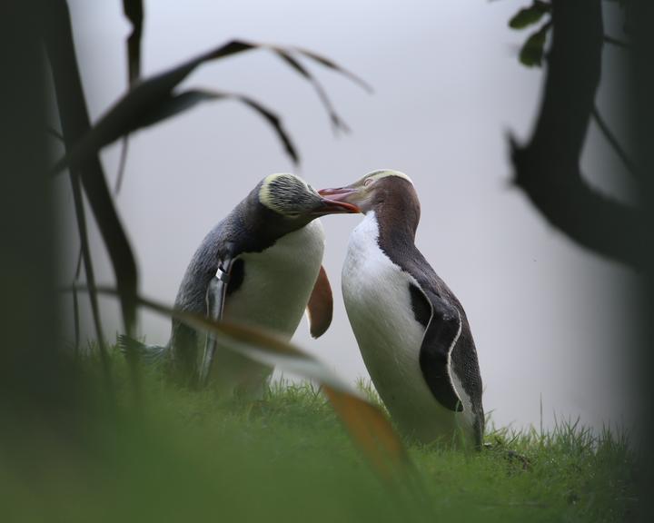 黄眼企鹅正在求偶