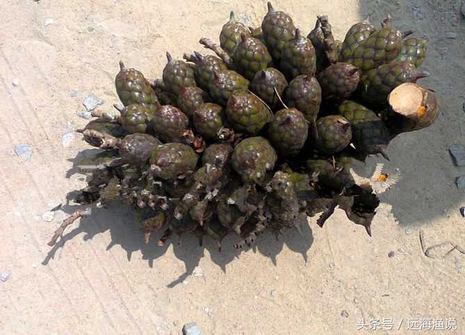 果实成熟后,剥皮得到千眼菩提.