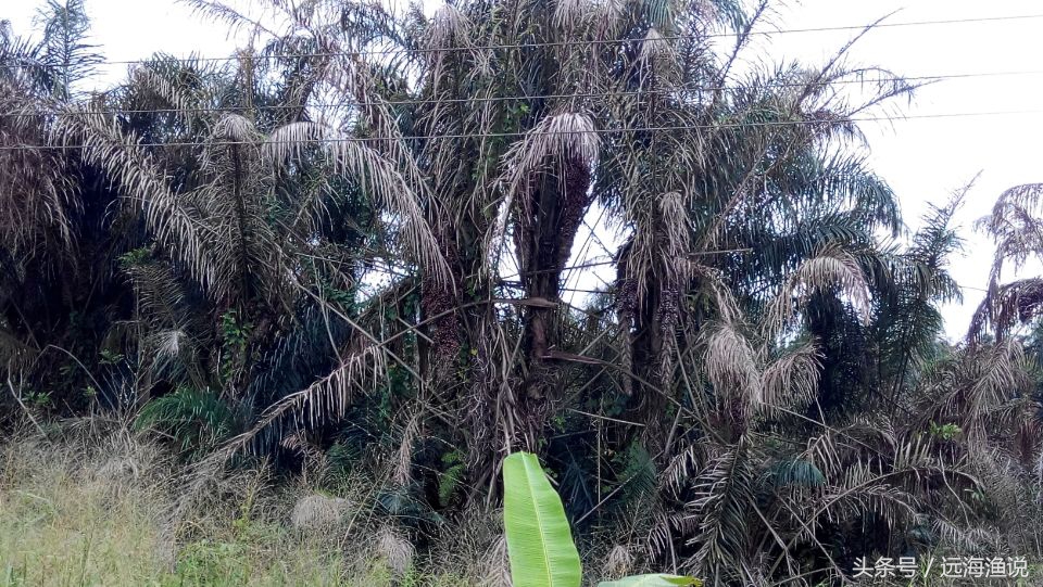 这是千眼菩提的酒椰棕榈树.树上的果实.果实成熟后,剥皮得到千眼菩提.