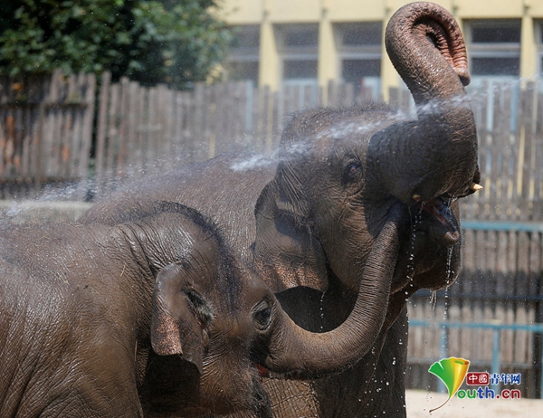 匈牙利天气炎热 动物园大象喷水降温笑眯眯
