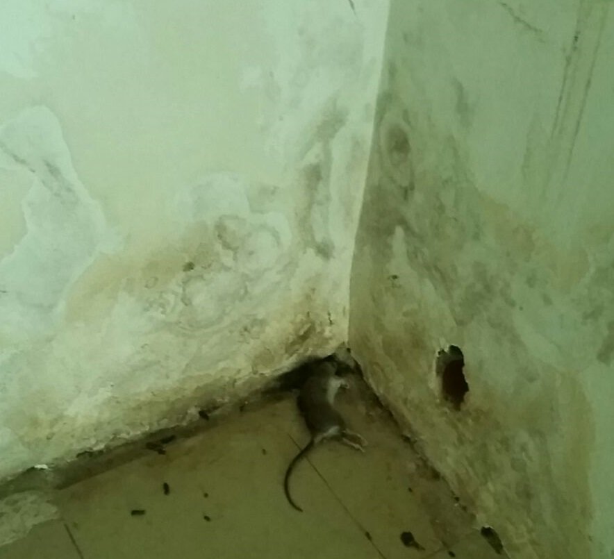 (视频)太恶心了:死老鼠,蛆虫. prato路边摊一华商被查!