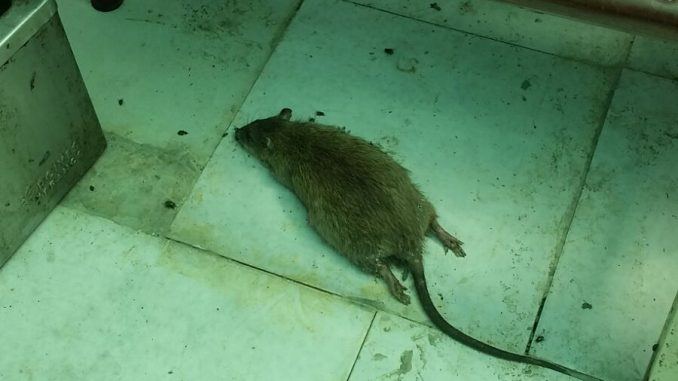 (视频)太恶心了:死老鼠,蛆虫. prato路边摊一华商被查!