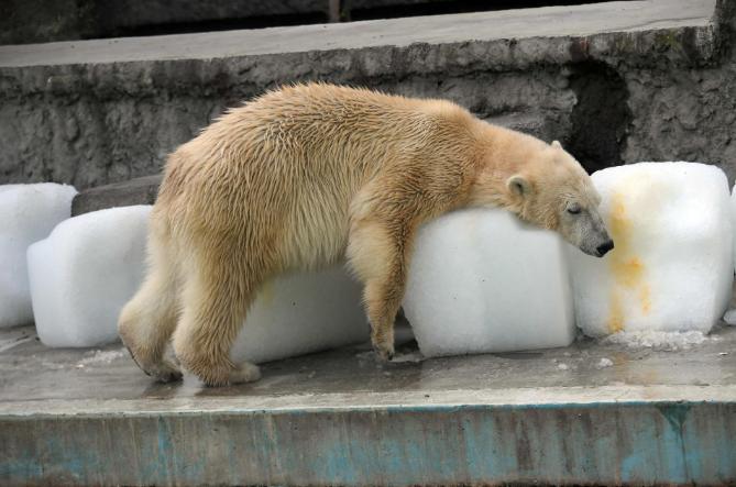 当地时间2017年8月4日,匈牙利布达佩斯,当地遭遇高温,布达佩斯动物园