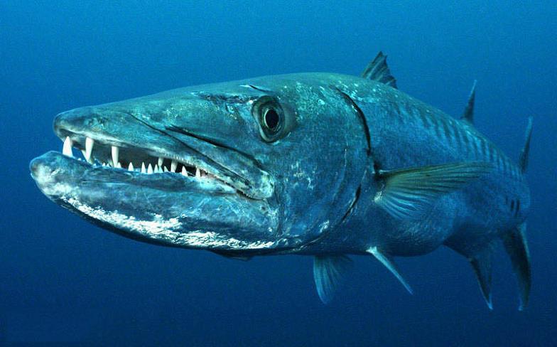 近距离看梭子鱼的牙齿也相当锋利.