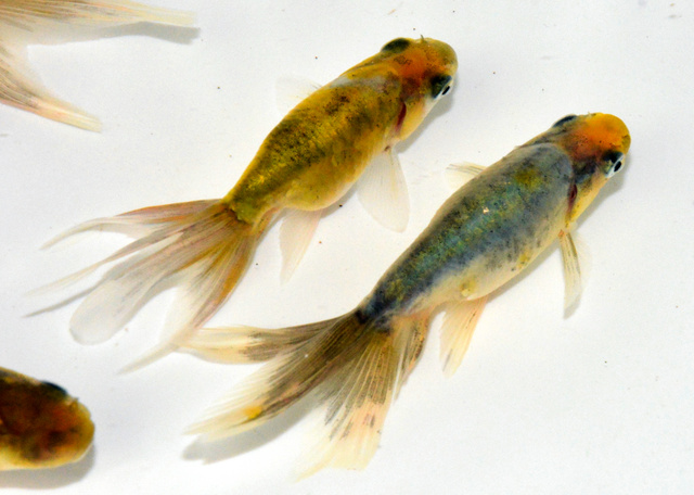 日本97岁金鱼仙人成功培育出绿色金鱼