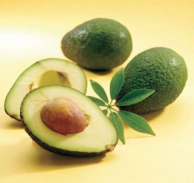 拜访南非bertie van zyl (pty)ltd.农业公司领略zz2品牌的魅力