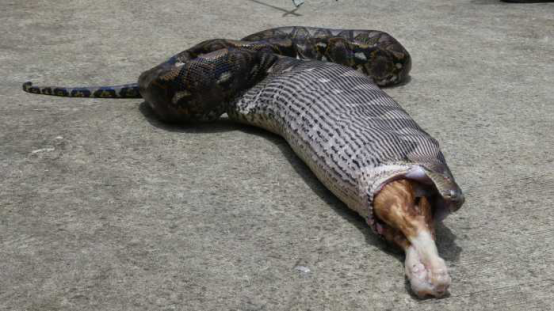 泰国住宅闯入5米巨蟒, 蟒蛇吐出未消化物后女主人当场崩溃