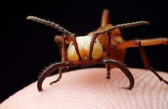 非洲一部落,受伤从不消毒,只把行军蚁放伤口上,买药钱都省了