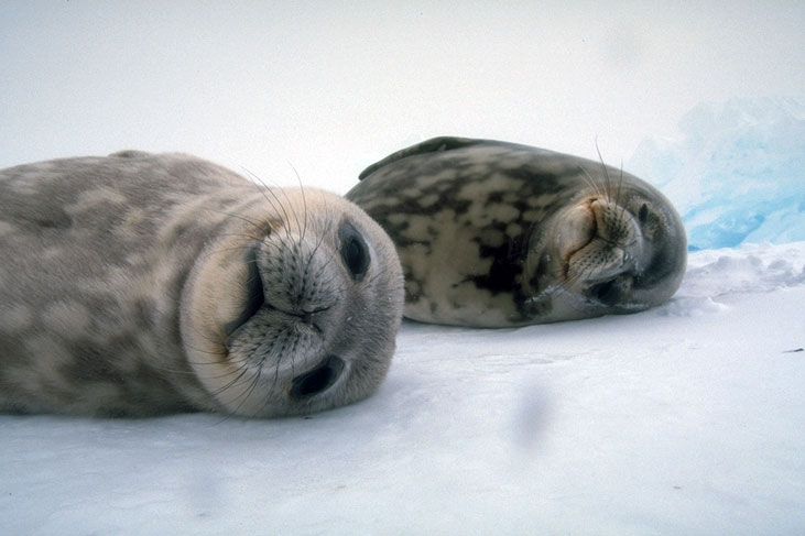 image result for leopard seal pup