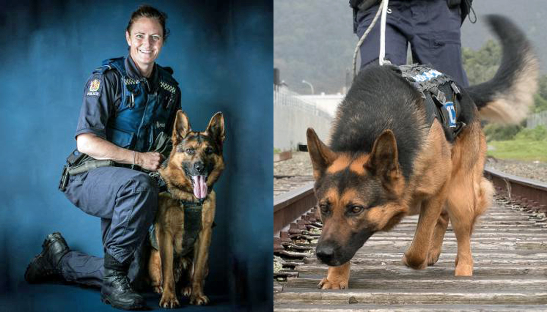 惠灵顿警犬明星黑帝斯罹患癌症昨日去世