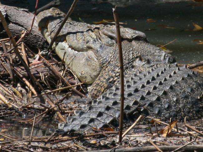 a saltwater crocodile sits at cahills crossing in kakadu