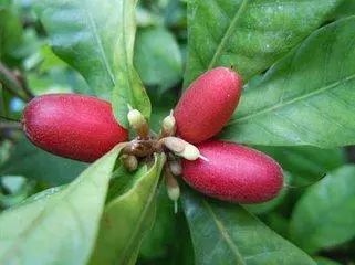 神秘果"你们吃过没?