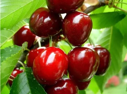 浓情蜜意水蜜桃,红宝石樱桃采摘之旅,即摘即食新体验!