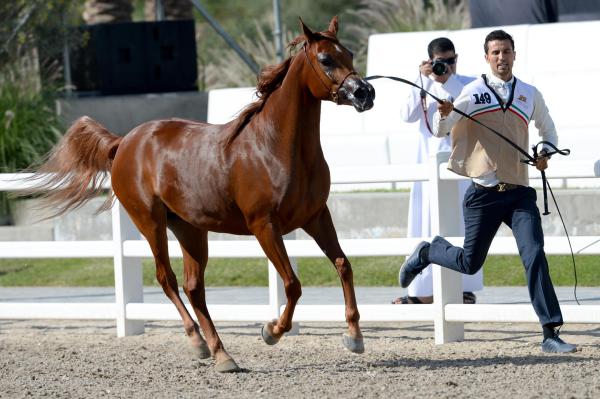 科威特举行"埃及马选美赛"