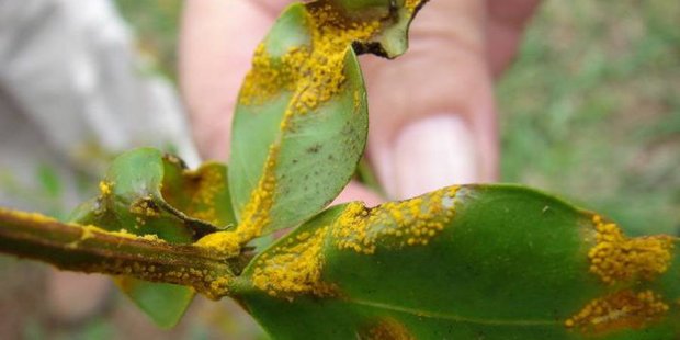 致命病菌已攻陷整个北岛