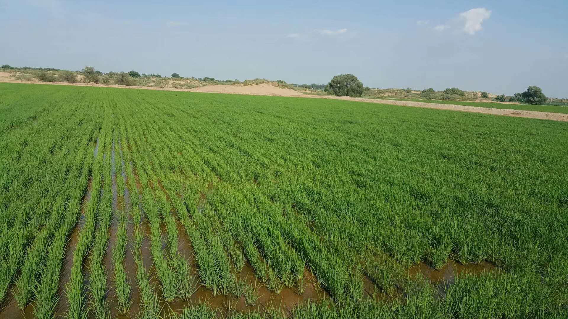 沙漠里种水稻,原来也是可以的