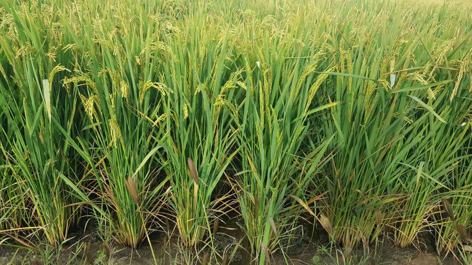 沙漠里种水稻,原来也是可以的