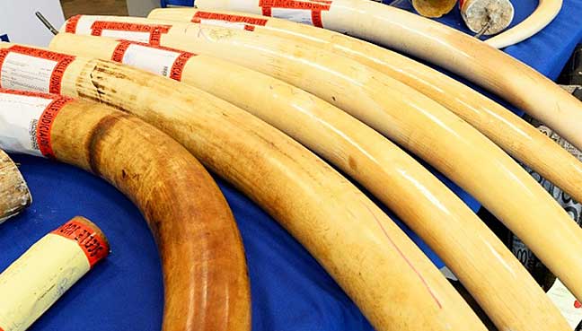 津巴布韦缴获200公斤"出口象牙"