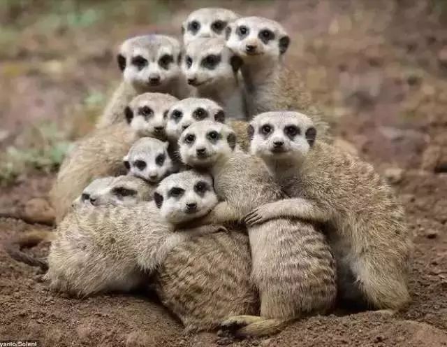 看看动物世界的"毕业照片",哪一张让你萌翻了.