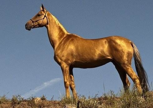 古埃及原来是被这种动物灭了国,怪不得人类要给它铲屎?