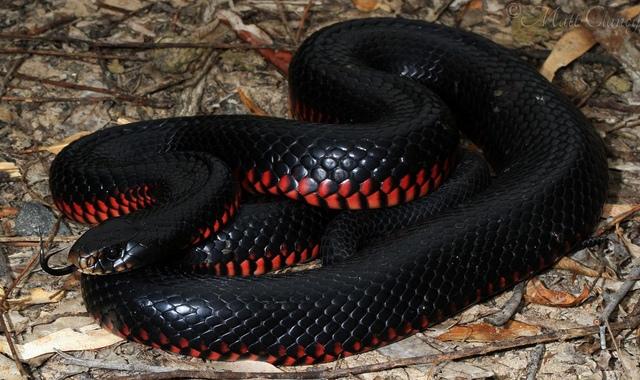 传说中土澳最强"忍术" ? —— 赤腹伊澳蛇的伪装术