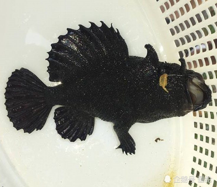 昆士兰女子捕获怪鱼 人们惊呼"切尔诺贝利来的吧?