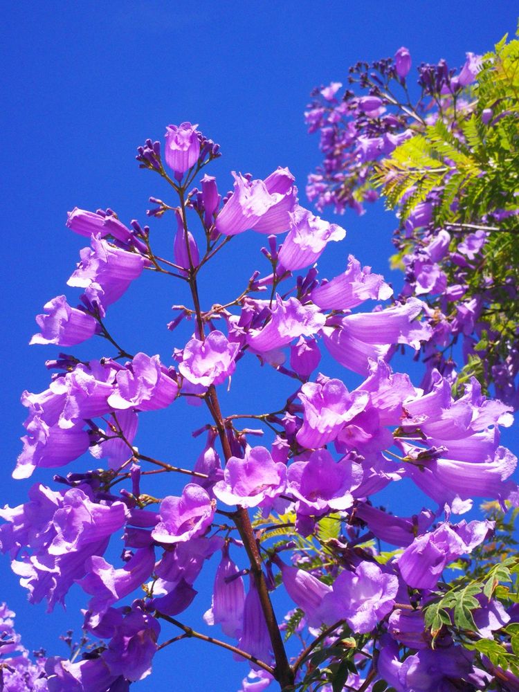 紫气东来贺新年