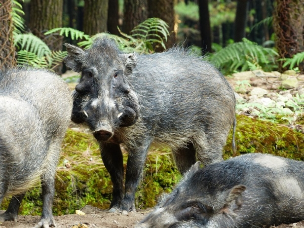 印尼发现「世界最丑猪」
