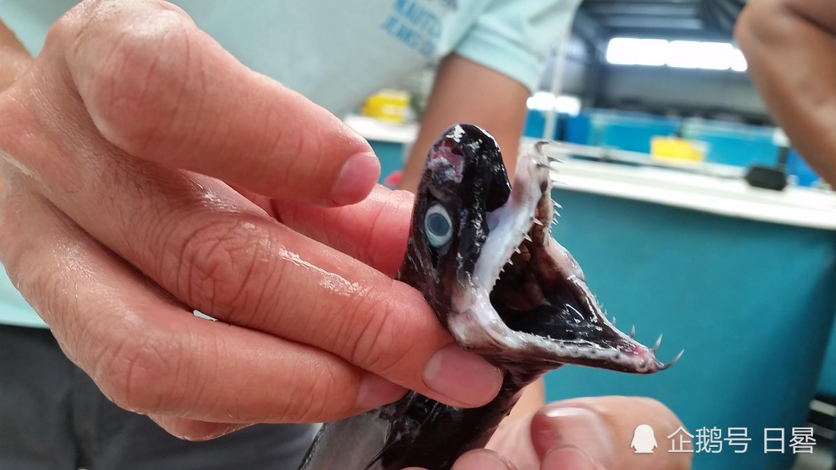 科学家发现消失数十年罕见鲨鱼,颚骨会伸长神似异形