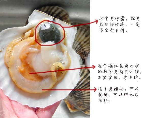 扇贝属于较小的生物,它吃的东西很杂,而且细菌,沙子,寄生虫都有,若不