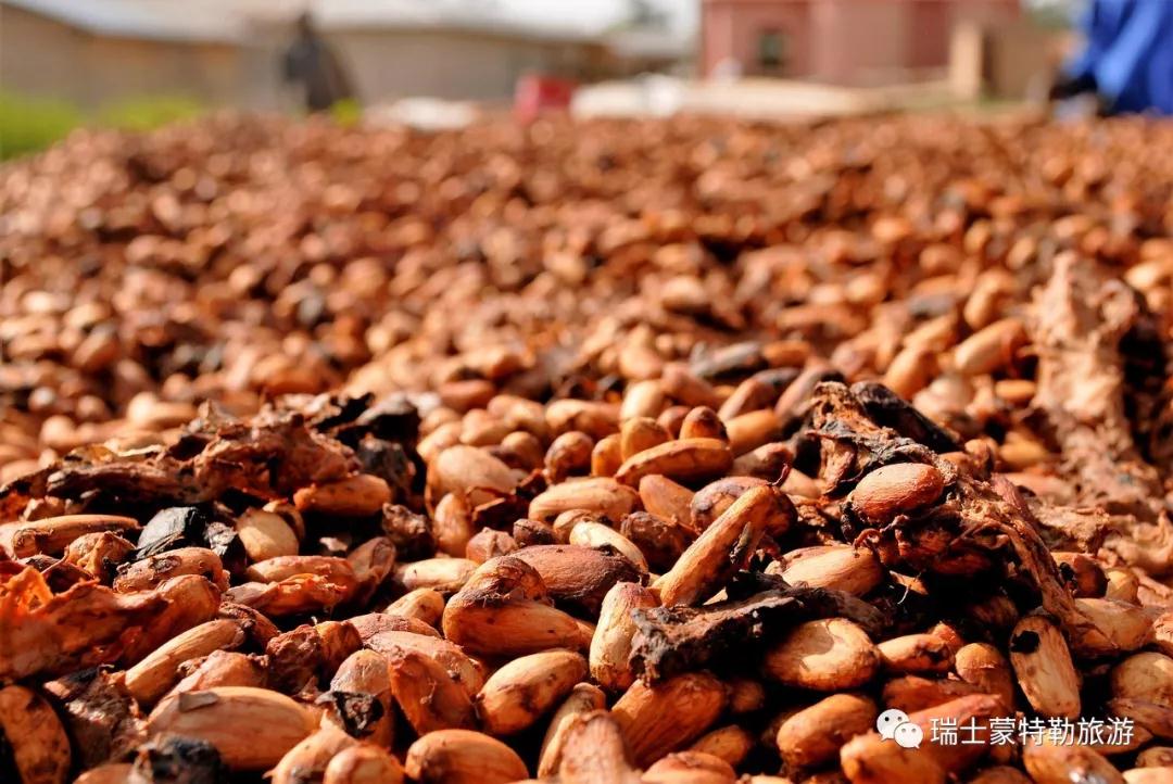 发酵数日,使其内部变为红棕色,并产生浓郁的香味,然后果农会剔开可可