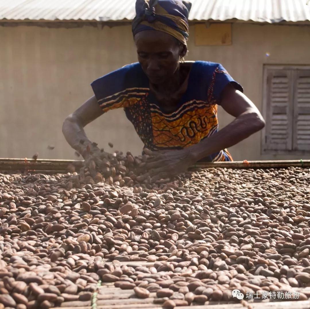 发酵数日,使其内部变为红棕色,并产生浓郁的香味,然后果农会剔开可可