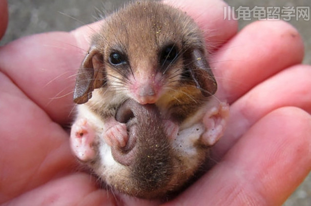 朋友圈流行养青蛙!还是来看圆圆大眼的澳洲袋貂吧