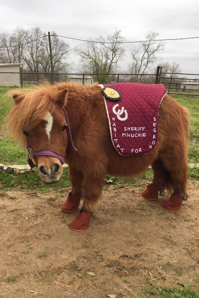 世界最小的马,身长53厘米身高60厘米