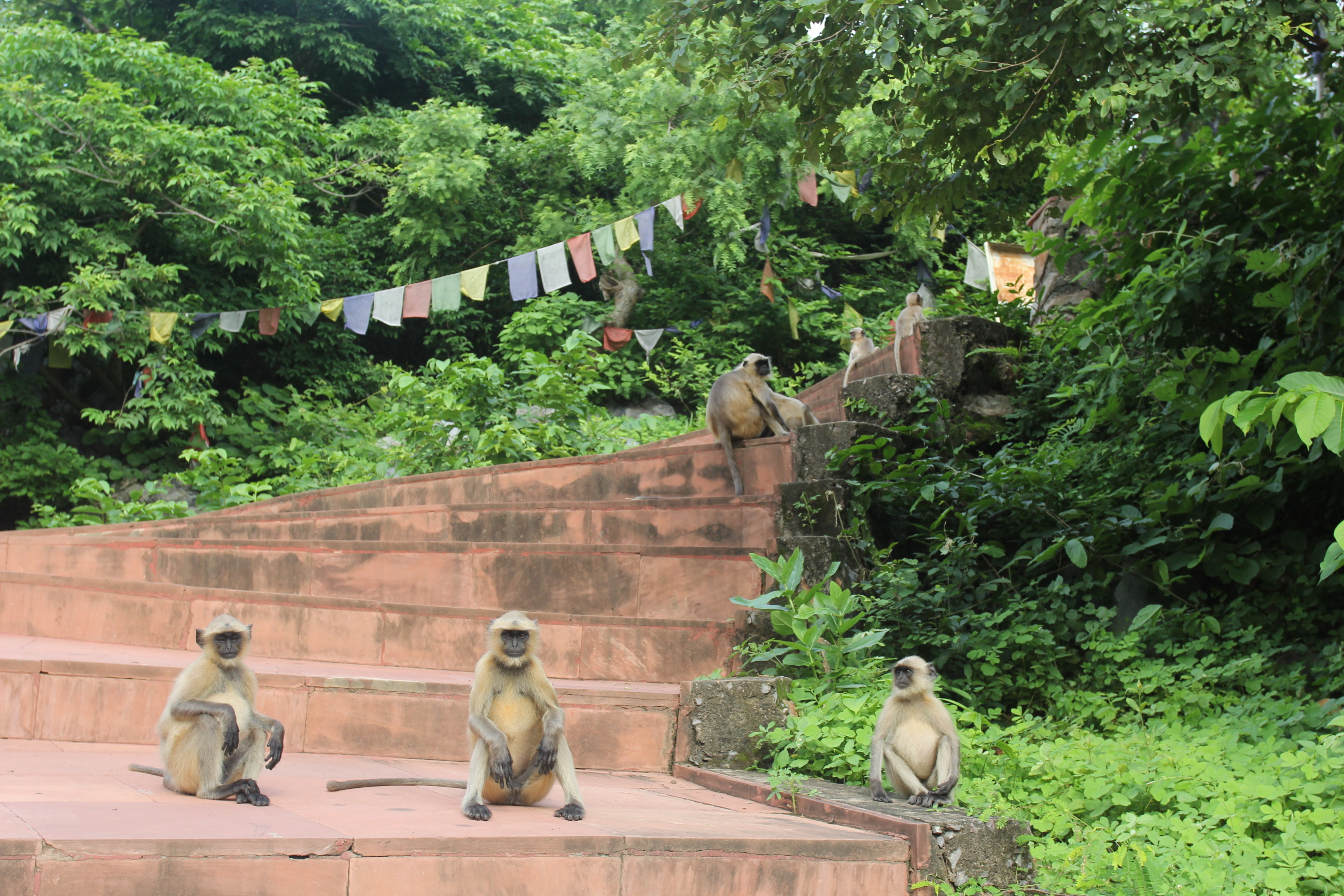 王舍城,放牛娃有没有春天?