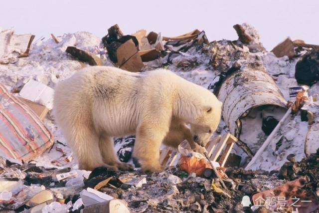 北极净土竟遭垃圾"淹没",野生动物只能艰难挣扎
