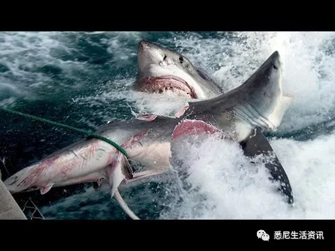 澳洲鲨鱼咬人的图片图片